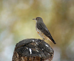 Жижэр (Хадны жижэр, Цохионы хөөндэй)